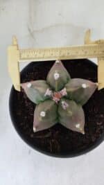 ASTROPHYTUM cv KIKKO  Nº 988 – vaso 15