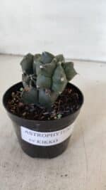 ASTROPHYTUM MYRIOSTIGMA Kikko Nº 998 – vaso 09 - Imagem 2