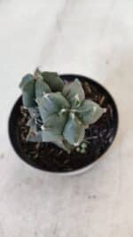 ASTROPHYTUM MYRIOSTIGMA Kikko Nº 998 – vaso 09 - Imagem 5