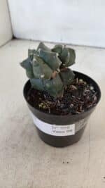 ASTROPHYTUM MYRIOSTIGMA Kikko Nº 998 – vaso 09 - Imagem 8