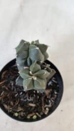 ASTROPHYTUM MYRIOSTIGMA Kikko Nº 998 – vaso 09 - Imagem 6