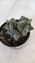 ASTROPHYTUM MYRIOSTIGMA Kikko Nº 998 – vaso 09 - Imagem 3