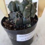 ASTROPHYTUM MYRIOSTIGMA Kikko Nº 998 – vaso 09