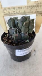 ASTROPHYTUM MYRIOSTIGMA Kikko Nº 998 – vaso 09
