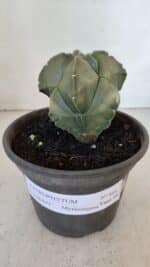 MATRIZ ASTROPHYTUM cv KIKKO "Myriostigma"  Nº 984 – vaso 15 - Imagem 2