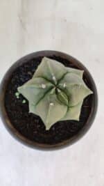 MATRIZ ASTROPHYTUM cv KIKKO "Myriostigma"  Nº 984 – vaso 15 - Imagem 3