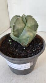 MATRIZ ASTROPHYTUM cv KIKKO "Myriostigma"  Nº 984 – vaso 15 - Imagem 9