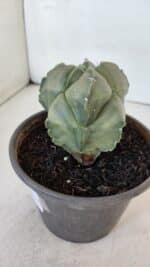 MATRIZ ASTROPHYTUM cv KIKKO "Myriostigma"  Nº 984 – vaso 15 - Imagem 6