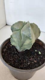 MATRIZ ASTROPHYTUM cv KIKKO "Myriostigma"  Nº 984 – vaso 15 - Imagem 8