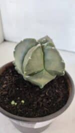 MATRIZ ASTROPHYTUM cv KIKKO "Myriostigma"  Nº 984 – vaso 15 - Imagem 7