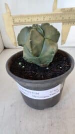 MATRIZ ASTROPHYTUM cv KIKKO "Myriostigma"  Nº 984 – vaso 15 - Imagem 4