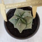 MATRIZ ASTROPHYTUM cv KIKKO "Myriostigma"  Nº 984 – vaso 15