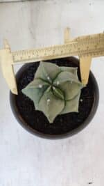 MATRIZ ASTROPHYTUM cv KIKKO "Myriostigma"  Nº 984 – vaso 15