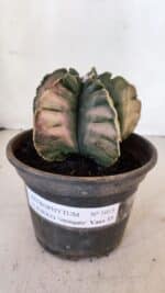 ASTROPHYTUM cv KIKKO "Variegata" Nº 1013 – vaso 15 - Imagem 2