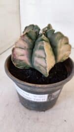 ASTROPHYTUM cv KIKKO "Variegata" Nº 1013 – vaso 15 - Imagem 10