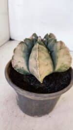 ASTROPHYTUM cv KIKKO "Variegata" Nº 1013 – vaso 15 - Imagem 9