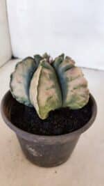 ASTROPHYTUM cv KIKKO "Variegata" Nº 1013 – vaso 15 - Imagem 8