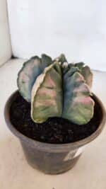 ASTROPHYTUM cv KIKKO "Variegata" Nº 1013 – vaso 15 - Imagem 7