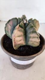 ASTROPHYTUM cv KIKKO "Variegata" Nº 1013 – vaso 15 - Imagem 6