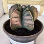 ASTROPHYTUM cv KIKKO "Variegata" Nº 1013 – vaso 15