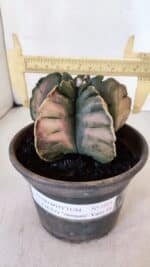 ASTROPHYTUM cv KIKKO "Variegata" Nº 1013 – vaso 15