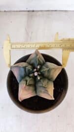 ASTROPHYTUM cv KIKKO "Variegata" Nº 1013 – vaso 15 - Imagem 5