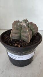MATRIZ ASTROPHYTUM cv KIKKO  Nº 971 – vaso 15 - Imagem 2