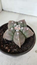 MATRIZ ASTROPHYTUM cv KIKKO  Nº 971 – vaso 15 - Imagem 9