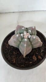 MATRIZ ASTROPHYTUM cv KIKKO  Nº 971 – vaso 15 - Imagem 6