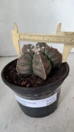 MATRIZ ASTROPHYTUM cv KIKKO  Nº 971 – vaso 15 - Imagem 4