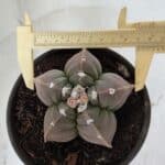 MATRIZ ASTROPHYTUM cv KIKKO  Nº 971 – vaso 15