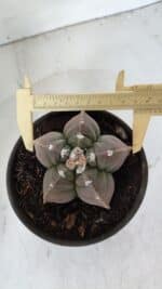 MATRIZ ASTROPHYTUM cv KIKKO  Nº 971 – vaso 15