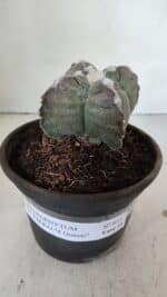 ASTROPHYTUM cv KIKKO "4 Quinas"  Nº 972 – vaso 15 - Imagem 2