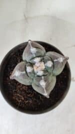ASTROPHYTUM cv KIKKO "4 Quinas"  Nº 972 – vaso 15 - Imagem 3