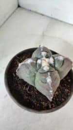 ASTROPHYTUM cv KIKKO "4 Quinas"  Nº 972 – vaso 15 - Imagem 8