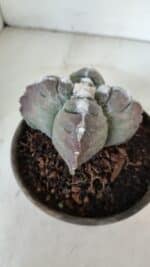 ASTROPHYTUM cv KIKKO "4 Quinas"  Nº 972 – vaso 15 - Imagem 7