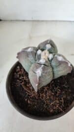 ASTROPHYTUM cv KIKKO "4 Quinas"  Nº 972 – vaso 15 - Imagem 6