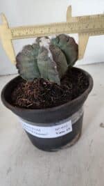 ASTROPHYTUM cv KIKKO "4 Quinas"  Nº 972 – vaso 15 - Imagem 4