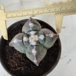 ASTROPHYTUM cv KIKKO "4 Quinas"  Nº 972 – vaso 15