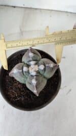 ASTROPHYTUM cv KIKKO "4 Quinas"  Nº 972 – vaso 15