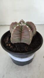 MATRIZ ASTROPHYTUM cv KIKKO  Nº 974 – vaso 15 - Imagem 2