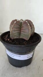 MATRIZ ASTROPHYTUM cv KIKKO  Nº 974 – vaso 15 - Imagem 9