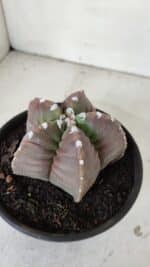 MATRIZ ASTROPHYTUM cv KIKKO  Nº 974 – vaso 15 - Imagem 8