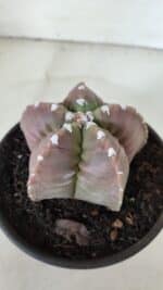 MATRIZ ASTROPHYTUM cv KIKKO  Nº 974 – vaso 15 - Imagem 7