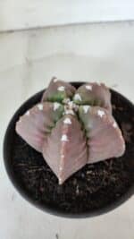 MATRIZ ASTROPHYTUM cv KIKKO  Nº 974 – vaso 15 - Imagem 6