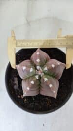 MATRIZ ASTROPHYTUM cv KIKKO  Nº 974 – vaso 15