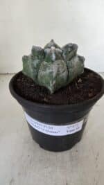 MATRIZ ASTROPHYTUM cv KIKKO "4 Quinas"  Nº 975 – vaso 15 - Imagem 2