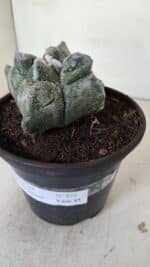 MATRIZ ASTROPHYTUM cv KIKKO "4 Quinas"  Nº 975 – vaso 15 - Imagem 8