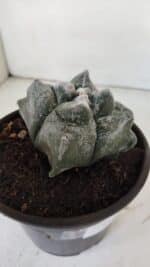 MATRIZ ASTROPHYTUM cv KIKKO "4 Quinas"  Nº 975 – vaso 15 - Imagem 6