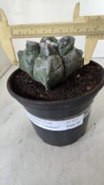 MATRIZ ASTROPHYTUM cv KIKKO "4 Quinas"  Nº 975 – vaso 15